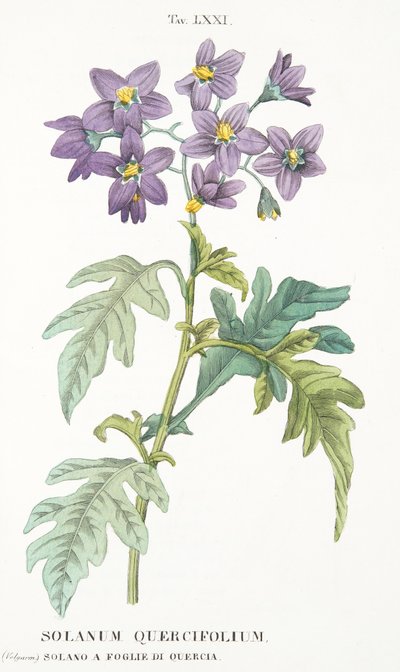 Solanum Quercifolium, Planche LXXI, de L